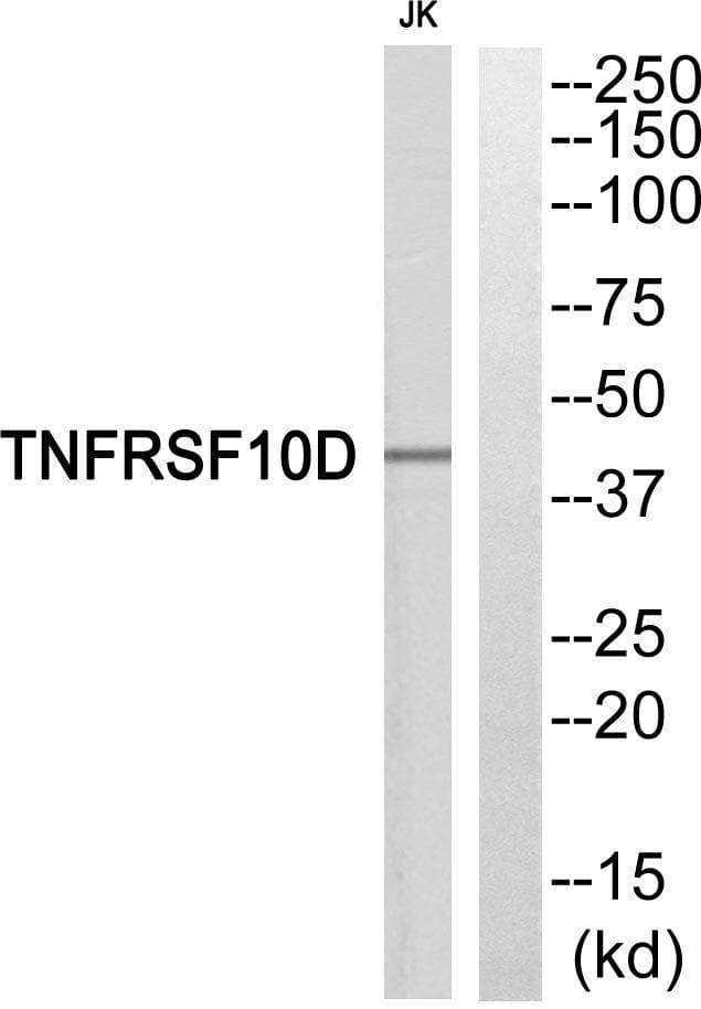 TRAIL-R4 / DCR2 Antibody
