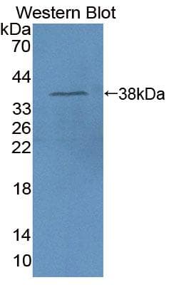 HMGCL Antibody (APC, Cy7)