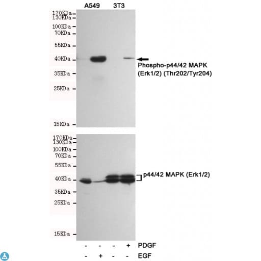 MAPK3 / ERK1 Antibody