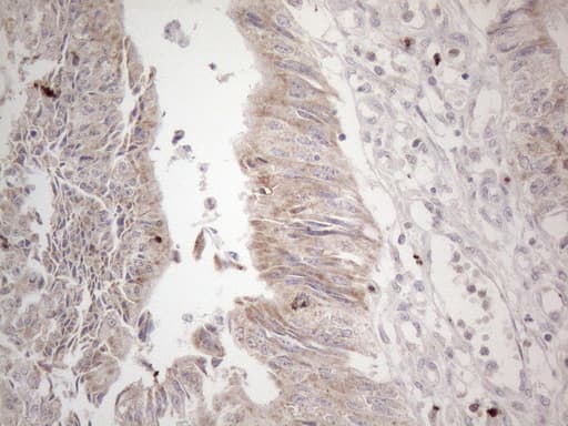 PD-L2 / PDCD1LG2 / CD273 Antibody (clone OTI7B10)