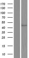 COQ6 Protein (Over-Expression Lysate Myc-DDK (Flag))
