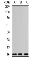 EDF1 / MBF1 Antibody