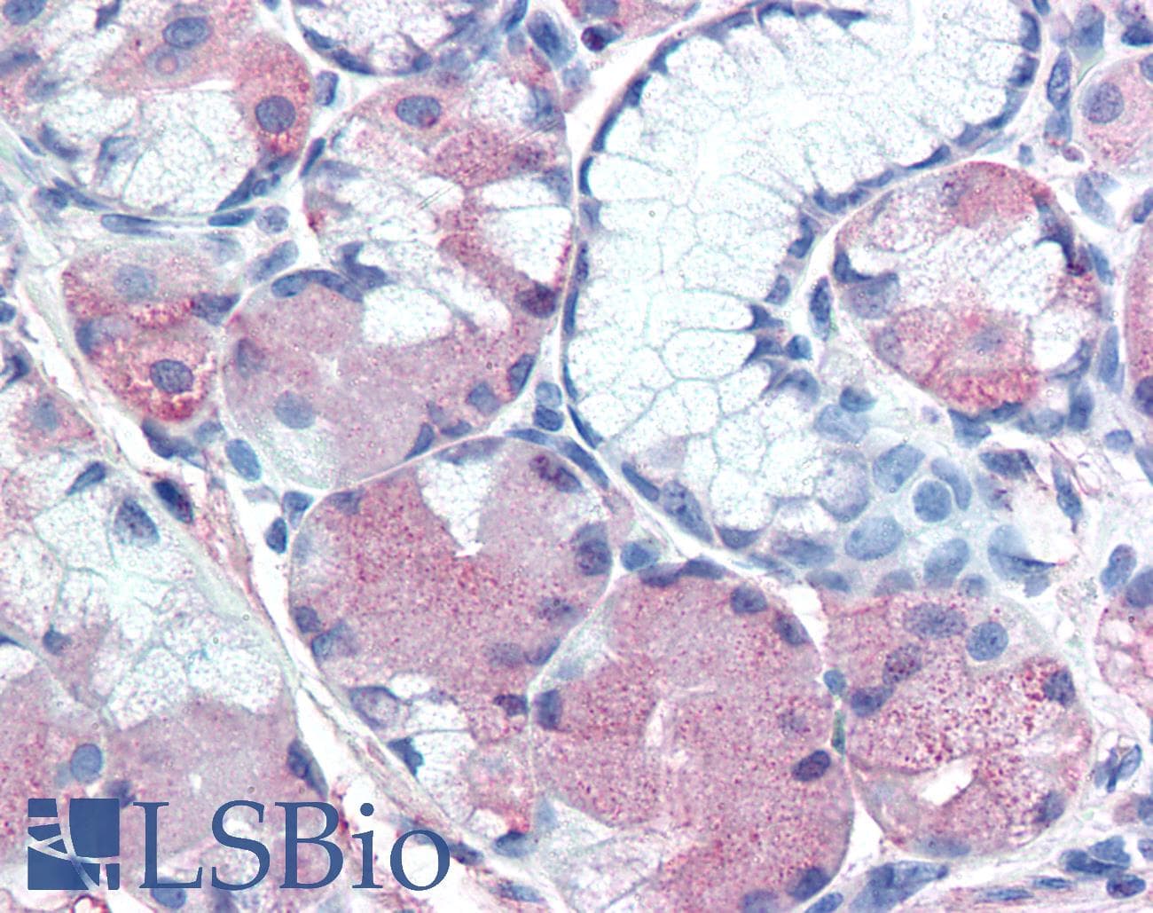 IHC-plus™ MUC13 Antibody (Extracellular Domain)