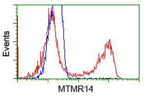 MTMR14 Antibody (clone OTI9G9)