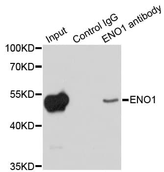 ENO1 / Alpha Enolase Antibody