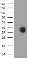 VSIG2 Antibody (clone OTI11B3)