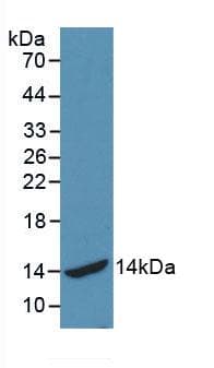 HSPA2 Antibody (aa529-615, APC, Cy7)