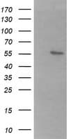 B3GALNT2 Antibody (clone OTI1G2)