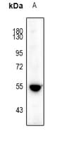 HTR3A / 5-HT3A Receptor Antibody