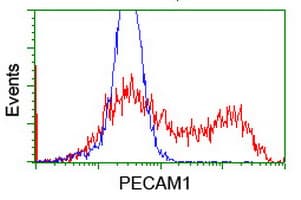 PECAM-1 / CD31 Antibody (clone OTI1G6)
