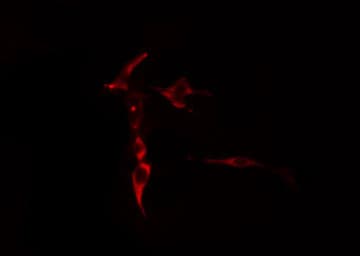 SDC2 / Syndecan 2 Antibody