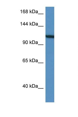 VCL / Vinculin Antibody (aa873-922)
