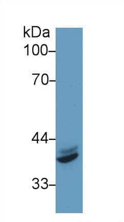 IRF1 / MAR Antibody (aa44-319)