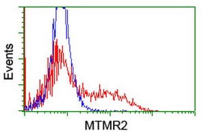 MTMR2 Antibody (clone OTI5G5, Carrier-free)