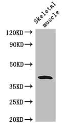 CCN4 / WISP1 Antibody