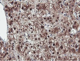 PSMB7 Antibody (clone OTI1E1)