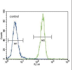 Polyclonal Rabbit anti-Human FOXP3 Antibody (aa283-311, IHC, WB)