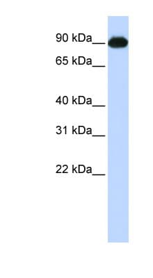 CTAGE5 Antibody (C-Terminus)