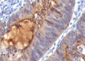 Secretory Component Antibody (clone SPM217)