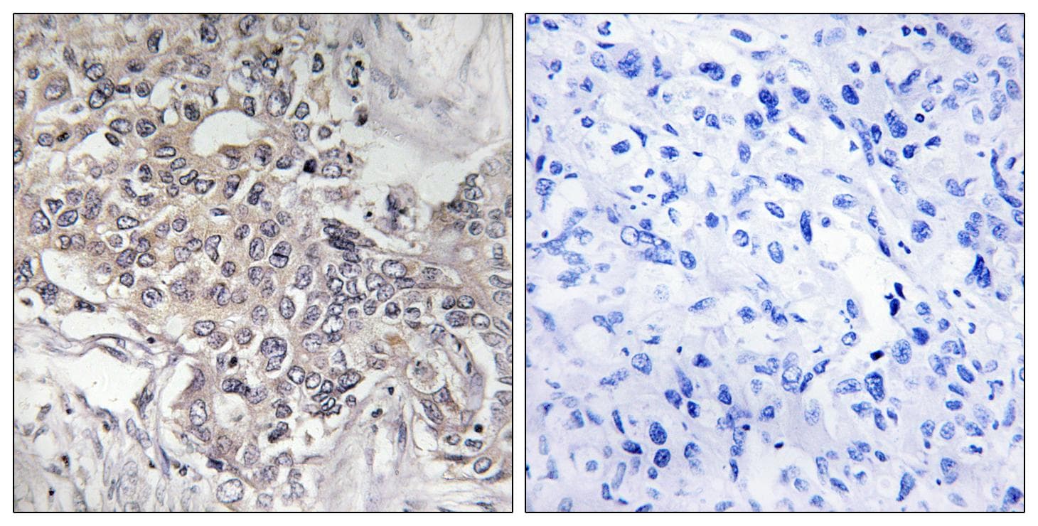 Polyclonal Rabbit anti-Human CYP4Z1 Antibody (IHC, IF)