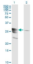 Monoclonal Mouse anti-Human GTPCH1 / GCH1 Antibody (clone 4A12, WB)