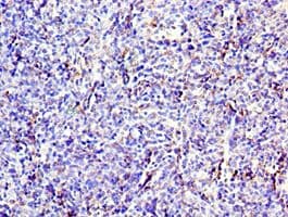 CD6 Antibody (aa424-668)