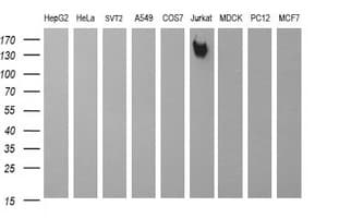 CD45 / LCA Antibody (clone OTI1F6)