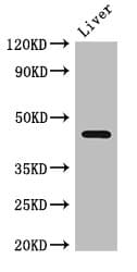 NGFR / CD271 / TNR16 Antibody