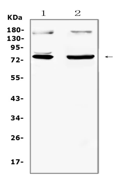 NRF1 / NRF-1 Antibody (aa272-288)
