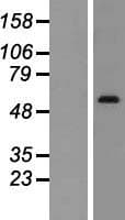 SNX1 Protein (Over-Expression Lysate Myc-DDK (Flag))