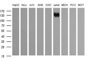 Monoclonal Mouse anti-Human CD163 Antibody (clone OTI2C1, IF, WB)