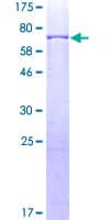 Human TFAP2A / AP-2 Protein (Recombinant GST)