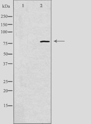 EPS8L1 Antibody