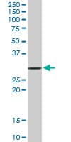 STX4 / Syntaxin 4 Antibody (clone 6A1)