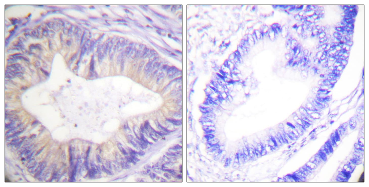 c-CBL Antibody (aa740-789)