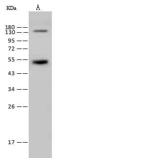 Polyclonal Rabbit anti-Mouse ZFP42 / REX-1 Antibody (Preservative Free, WB)