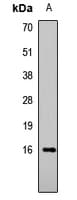 HIST3H3 Antibody