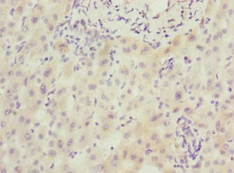 SCAND1 Antibody