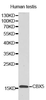 LYZL6 Antibody