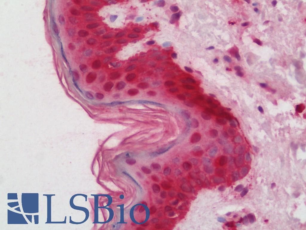 IHC-plus™ HHEX / HEX Antibody (clone 3F4 1B1)