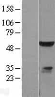 ELK4 Protein (Over-Expression Lysate Myc-DDK (Flag))