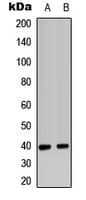 CXCR2 Antibody (C-Terminus)