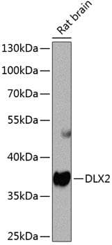DLX2 Antibody