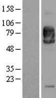 SIRPA / CD172a Protein (Over-Expression Lysate Myc-DDK (Flag))