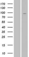 NRG2 Protein (Over-Expression Lysate Myc-DDK (Flag))