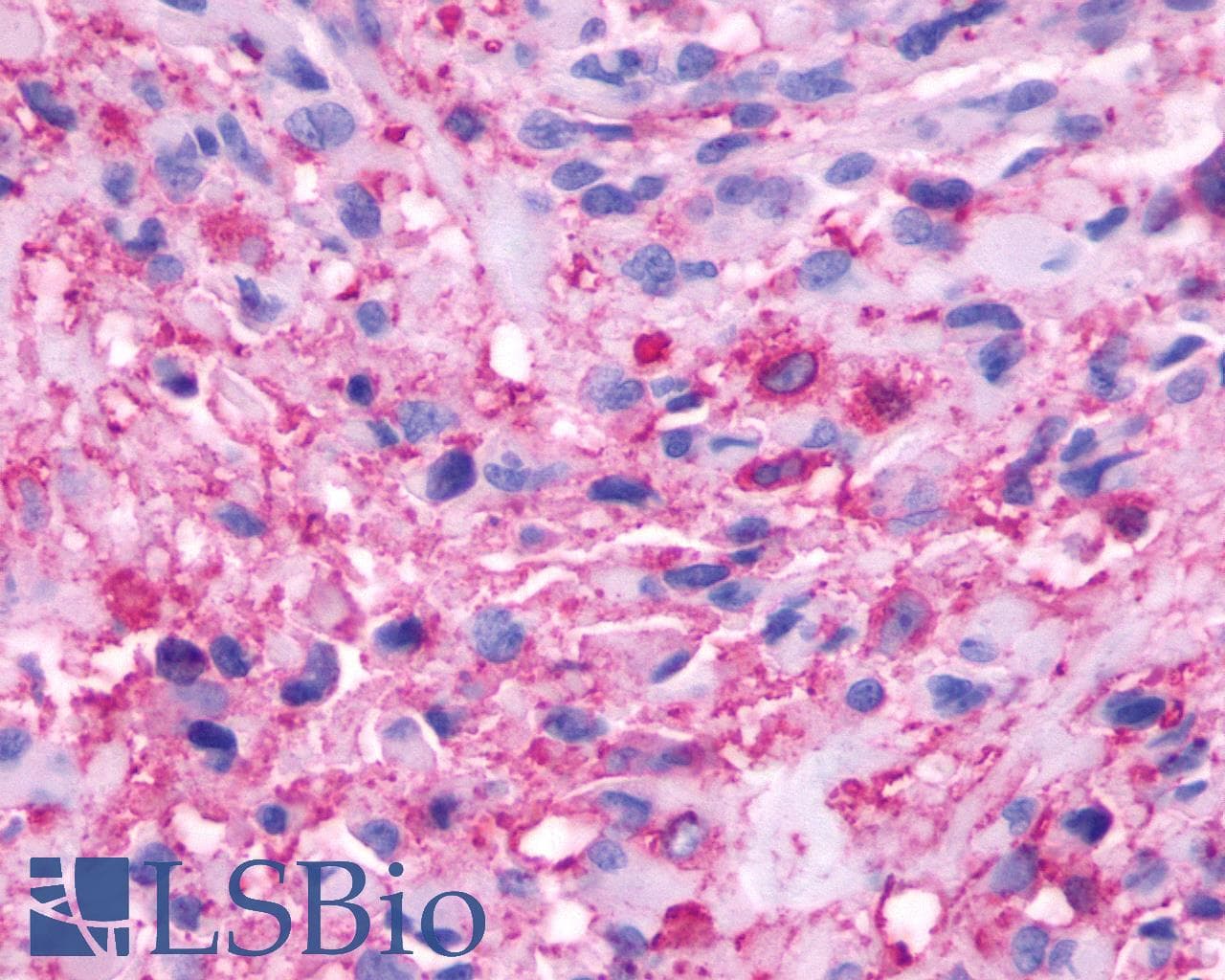 PathPlus™ ADRB3 Antibody (N-Terminus)
