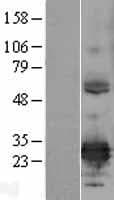 ERP29 Protein (Over-Expression Lysate Myc-DDK (Flag))