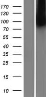 MBTPS2 Protein (Over-Expression Lysate Myc-DDK (Flag))
