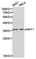 IHC-plus™ NAT1 / AAC1 Antibody