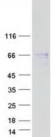 Human FAM13C1 / FAM13C Protein (Recombinant Myc-DDK (Flag))